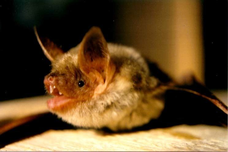 Greater mouse-eared bat Greater mouseeared bat Wikipedia