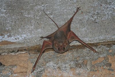 Greater mouse-tailed bat Pinterest The world39s catalog of ideas