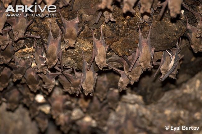 Greater mouse-tailed bat Greater mousetailed bat videos photos and facts Rhinopoma