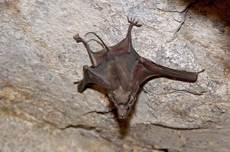 Greater mouse-tailed bat Greater Mousetailed Bat eyalbartov