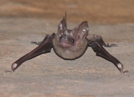 Greater mouse-tailed bat Species Sheet Mammals39Planet