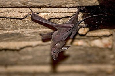 Greater mouse-tailed bat httpsphotossmugmugcomISRAELIsraelandtheM