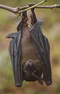 Greater musky fruit bat wwwplanetmammiferesorgPhotosVolantsPteropPt
