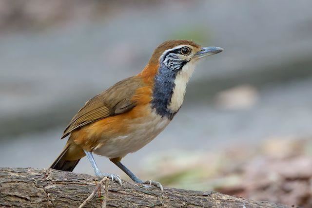 Greater necklaced laughingthrush Greater Necklaced Laughingthrush Garrulax pectoralis videos