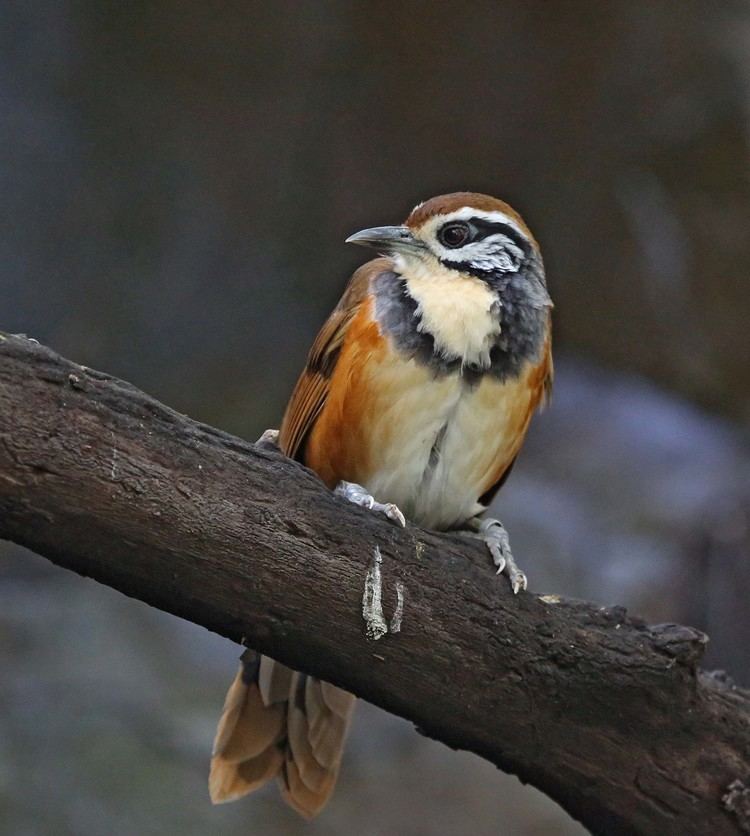 Greater necklaced laughingthrush Pictures and information on Greater Necklaced Laughingthrush