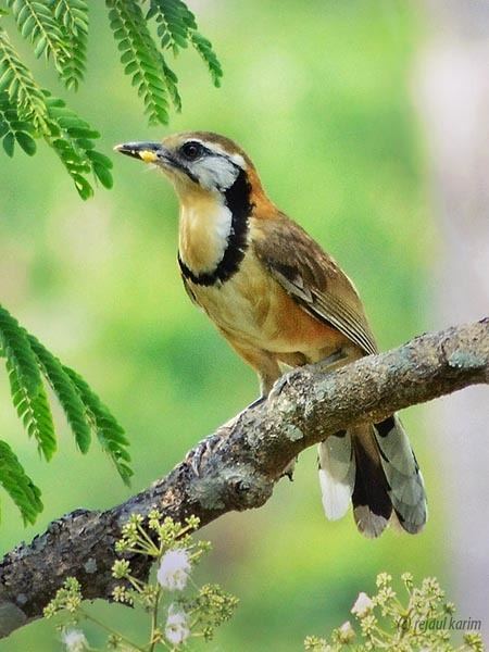 Greater necklaced laughingthrush Oriental Bird Club Image Database Greater Necklaced Laughingthrush