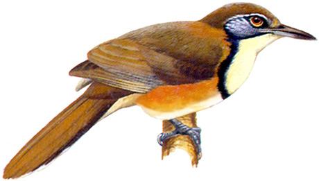 Greater necklaced laughingthrush Greater Necklaced Laughingthrush Garrulax pectoralis Sylviidae