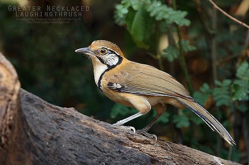 Greater necklaced laughingthrush Greater Necklaced Laughingthrush JungleKeyin Image
