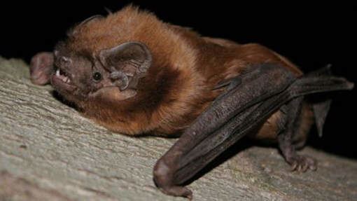 Greater noctule bat Karst Worlds Greater Noctule Bat First Time Detected In Belgium