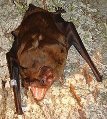 Greater noctule bat httpsuploadwikimediaorgwikipediacommonsthu