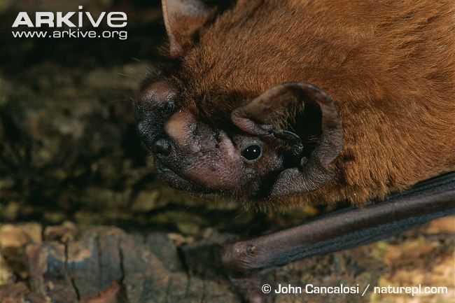Greater noctule bat Giant noctule videos photos and facts Nyctalus lasiopterus ARKive