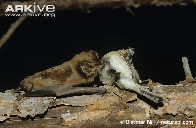 Greater noctule bat Giant noctule photo Nyctalus lasiopterus G92954 ARKive