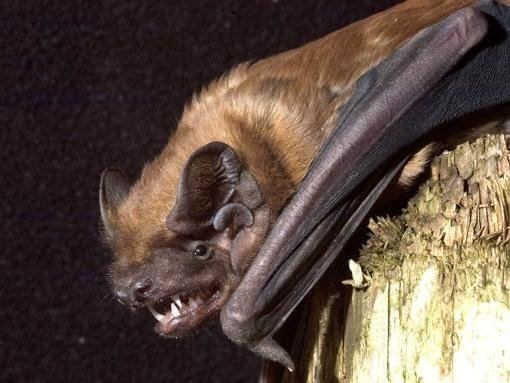 Greater noctule bat Darren Naish Tetrapod Zoology Greater noctules specialist