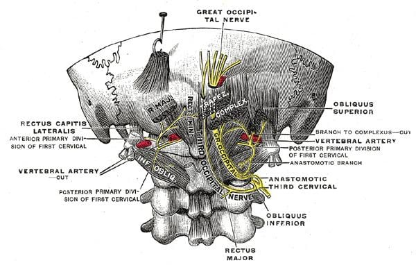 Greater occipital nerve
