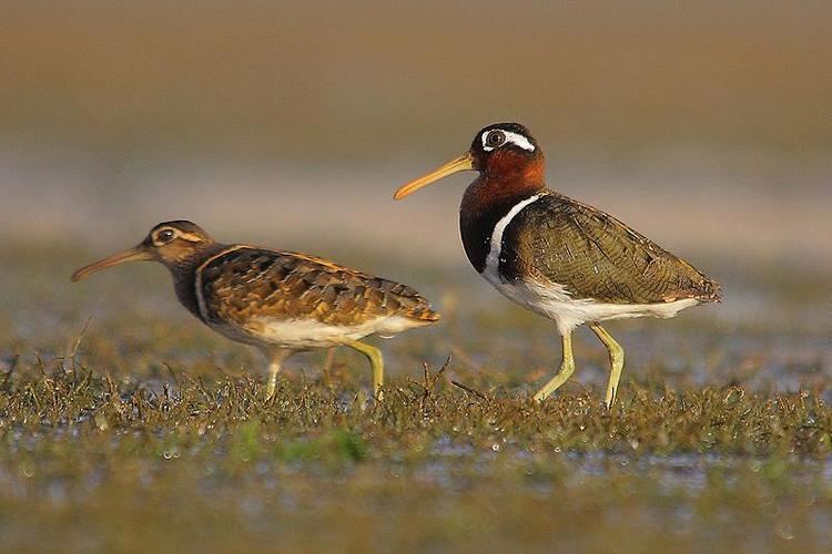 Greater painted-snipe Photos of Greater Paintedsnipe Rostratula benghalensis the