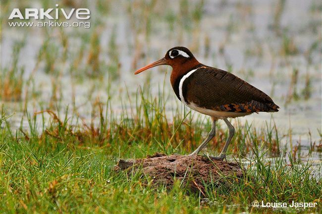 Greater painted-snipe Greater paintedsnipe photo Rostratula benghalensis G128335 ARKive
