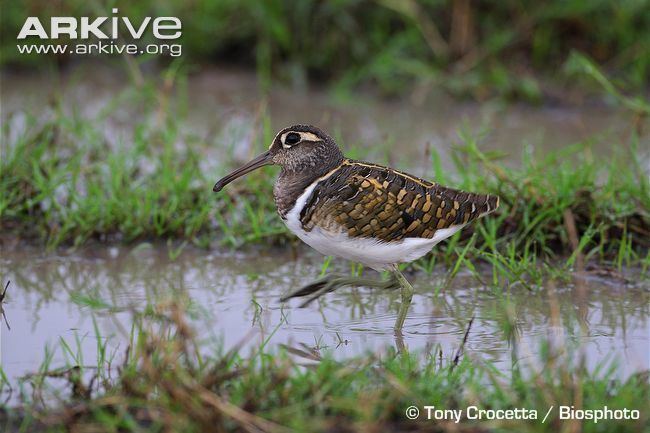 Greater painted-snipe Greater paintedsnipe videos photos and facts Rostratula