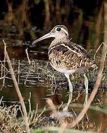 Greater painted-snipe Greater paintedsnipe Wikipedia