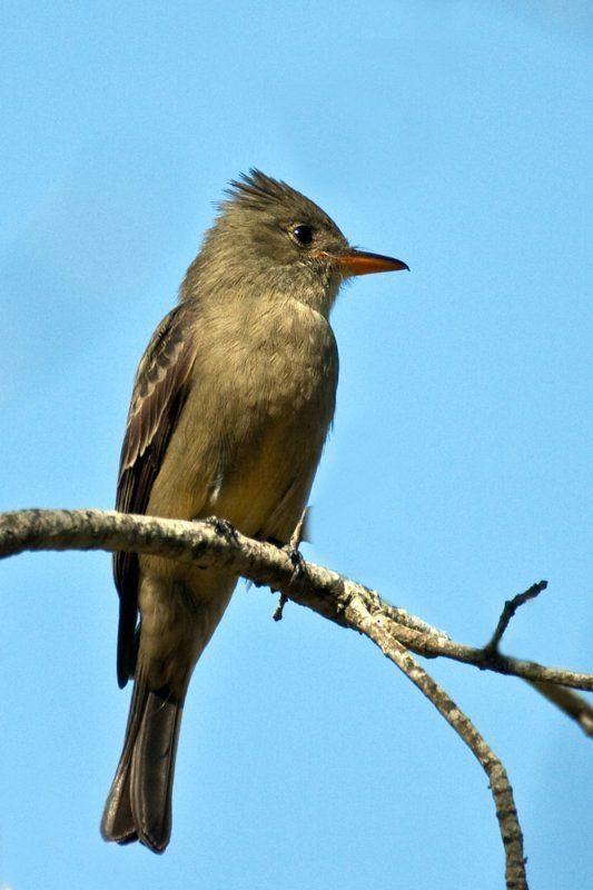 Greater pewee Greater pewee