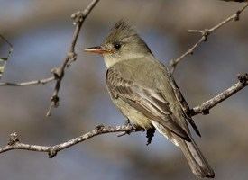 Greater pewee Greater Pewee Identification All About Birds Cornell Lab of