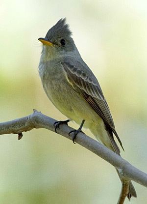 Greater pewee Greater Pewee