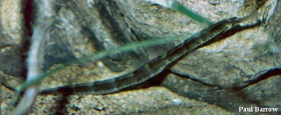 Greater pipefish Greater Pipefish