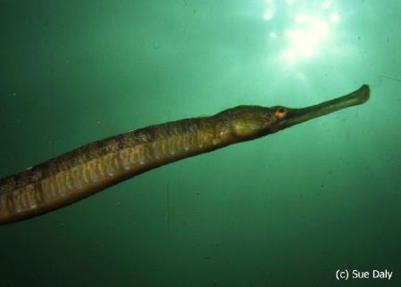 Greater pipefish Greater Pipefish