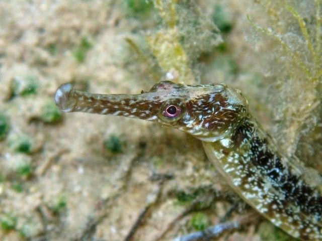 Greater pipefish uploadwikimediaorgwikipediacommons440Syngna