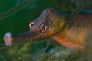 Greater pipefish Fish of the Channel Islands by wildlife filmmaker amp photographer