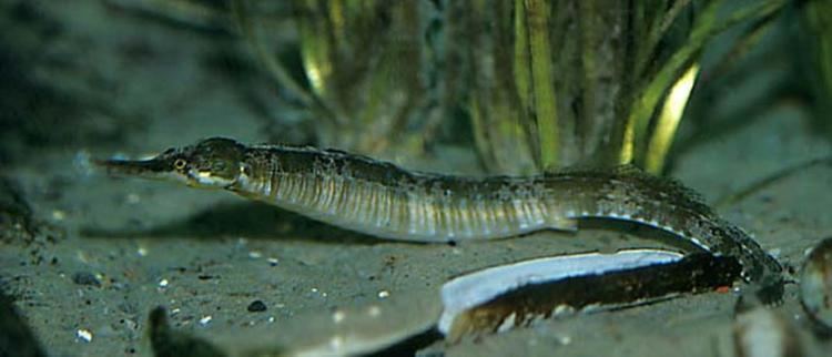 Greater pipefish Greater Pipefish Information and Picture Sea Animals