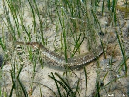 Greater pipefish Greater Pipefish Britishseafishingcouk