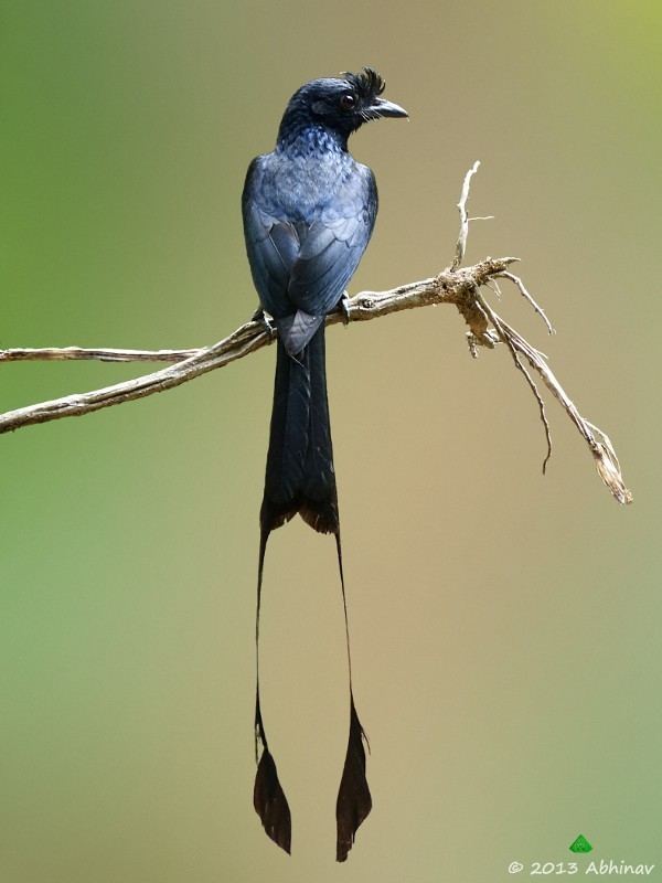 Greater racket-tailed drongo Greater Racket Tailed Drongo Rhythm of Nature