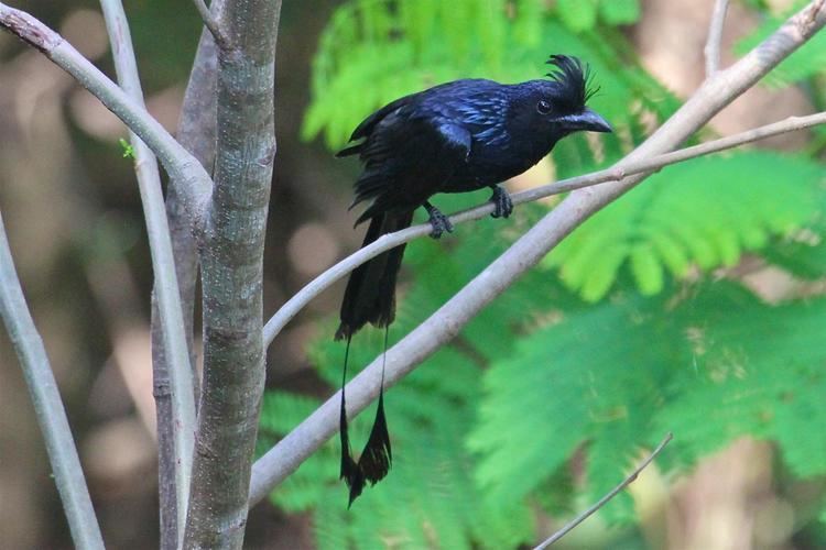 Greater racket-tailed drongo Greater Rackettailed Drongo Dicrurus paradiseus Greater Racket