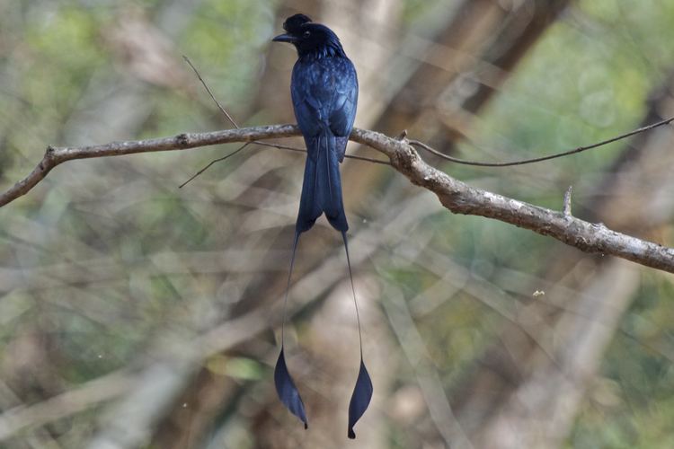 Greater racket-tailed drongo Greater rackettailed drongo