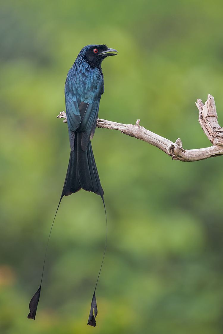 Greater racket-tailed drongo Helping a dull bird shine Greater Rackettailed Drongo Francis