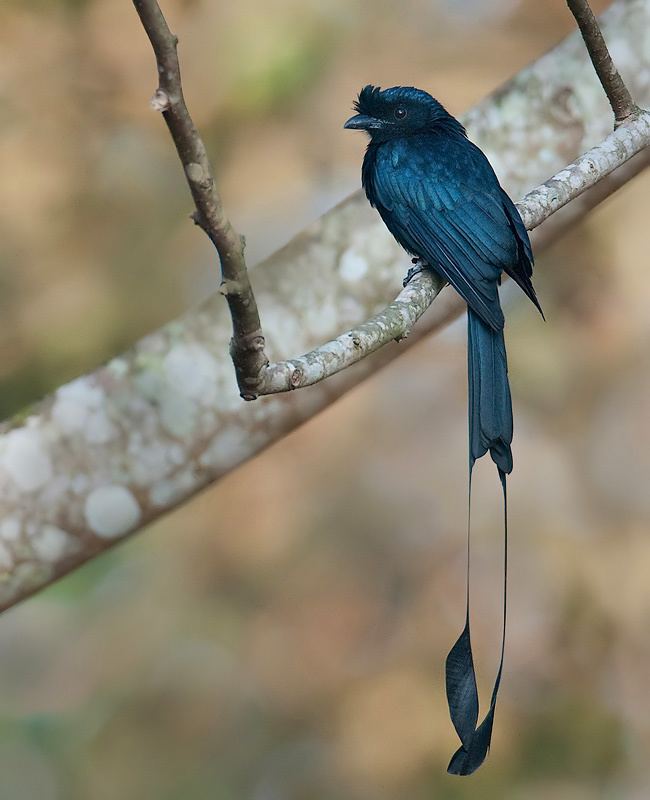 Greater racket-tailed drongo Greater rackettailed drongo
