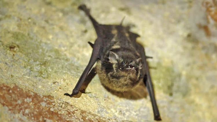 Greater sac-winged bat Greater Sacwinged Bat Saccopteryx bilineata