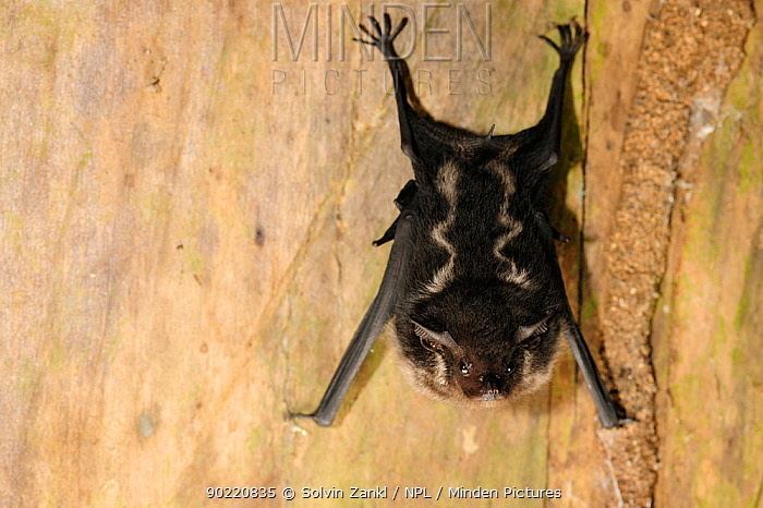 Greater sac-winged bat Minden Pictures stock photos Greater white lined Sacwinged Bat