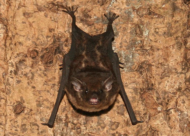Greater sac-winged bat saccopteryx bilineata Greater sacwinged bat from the field Flickr