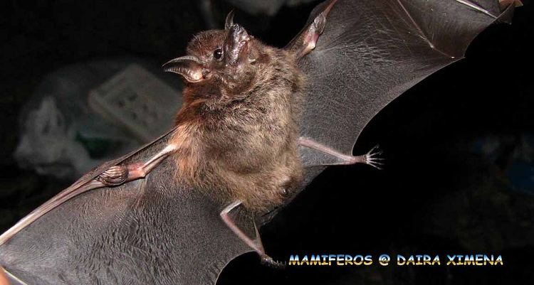 Greater sac-winged bat greater sacwinged bat Saccopteryx bilineata Daira Ximena
