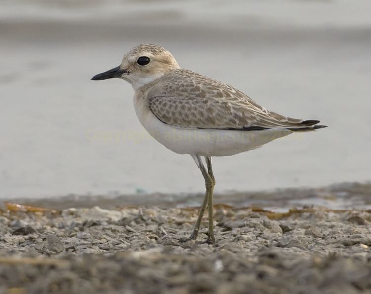 Greater sand plover A Greater Sand Plover A Lesser A Medium Sized John Knifton