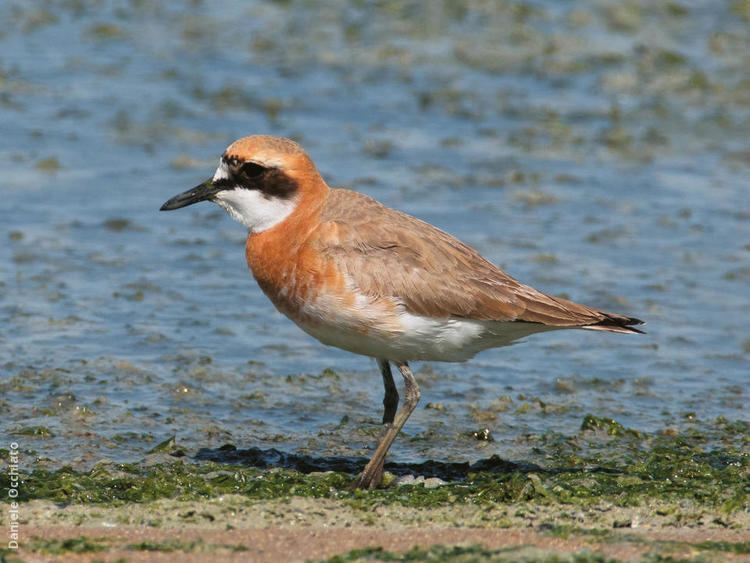 Greater sand plover wwwkuwaitbirdsorgsitesdefaultfilesstyleslar