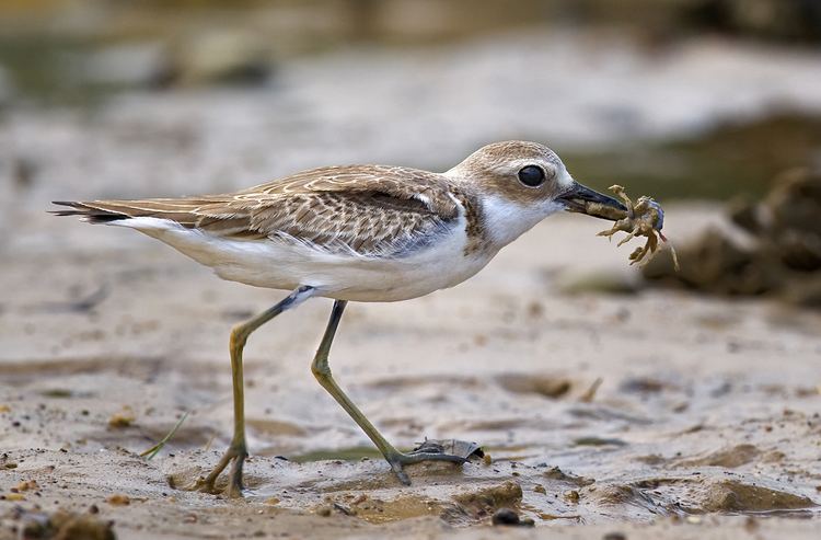 Greater sand plover Greater sand plover Wikipedia