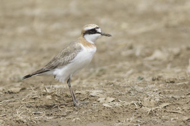 Greater sand plover Greater Sand Plover Birding Beijing