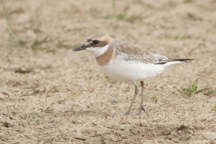 Greater sand plover Greater Sand Plover Birding Beijing