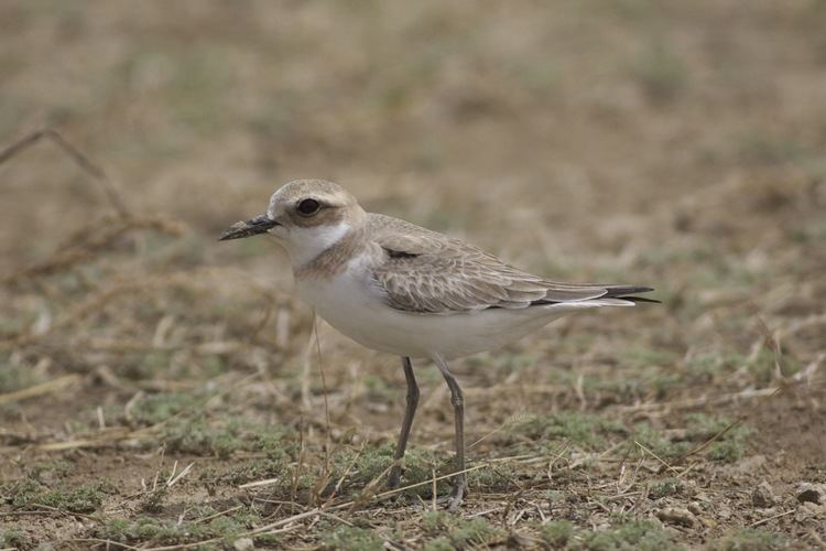 Greater sand plover Greater Sand Plover Birding Beijing