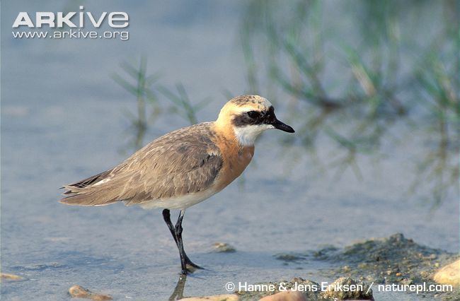 Greater sand plover Greater sand plover photo Charadrius leschenaultii G54421 ARKive