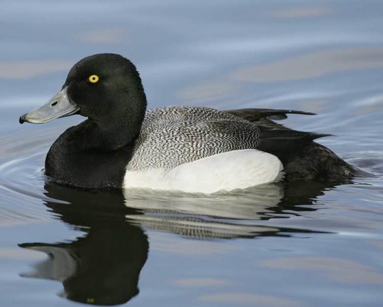 Greater scaup Greater Scaup Audubon Field Guide