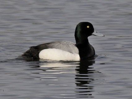 Greater scaup httpswwwallaboutbirdsorgguidePHOTOLARGEgr