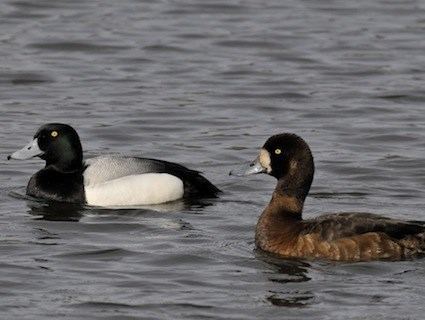 Greater scaup Greater Scaup Identification All About Birds Cornell Lab of